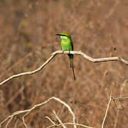 Asian Green Bee-eater