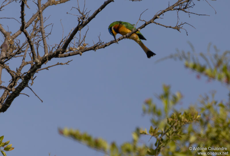 Guêpier de Lafresnayeadulte, pêche/chasse