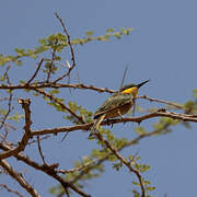 Cinnamon-chested Bee-eater