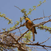 Cinnamon-chested Bee-eater