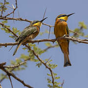 Cinnamon-chested Bee-eater