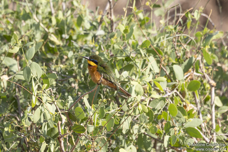 Cinnamon-chested Bee-eateradult