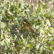 Cinnamon-chested Bee-eater