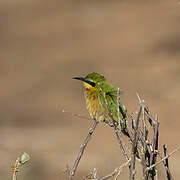 Cinnamon-chested Bee-eater