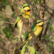 Little Bee-eater