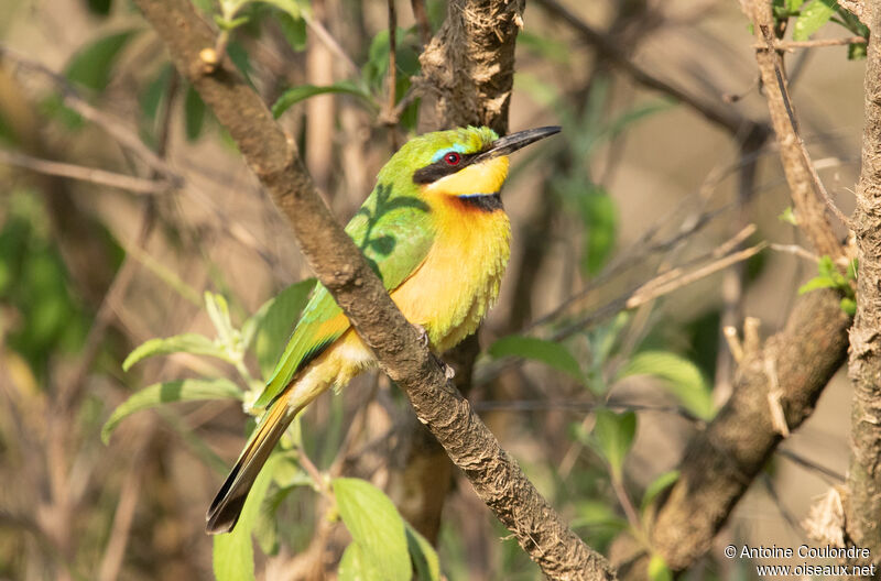 Guêpier nainadulte