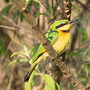 Little Bee-eater