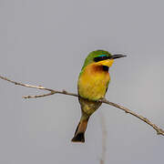 Little Bee-eater