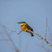 Little Bee-eater