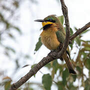 Little Bee-eater