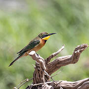 Little Bee-eater