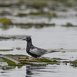 Guifette leucoptère