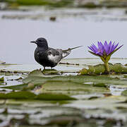 White-winged Tern