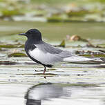 Guifette leucoptère