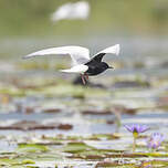 Guifette leucoptère