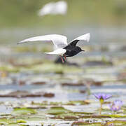 White-winged Tern