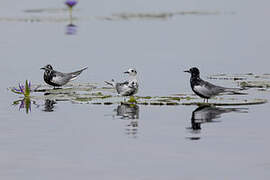 White-winged Tern