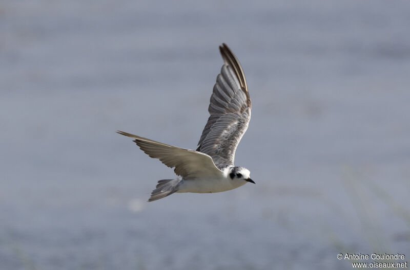 White-winged Ternadult post breeding, Flight