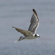 White-winged Tern