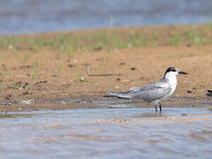 Whiskered Tern