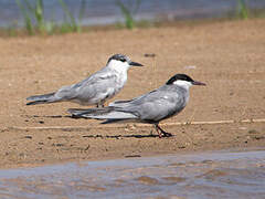 Whiskered Tern