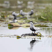 Whiskered Tern