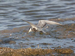 Whiskered Tern