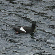 Guillemot à miroir