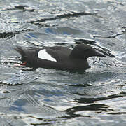 Guillemot à miroir