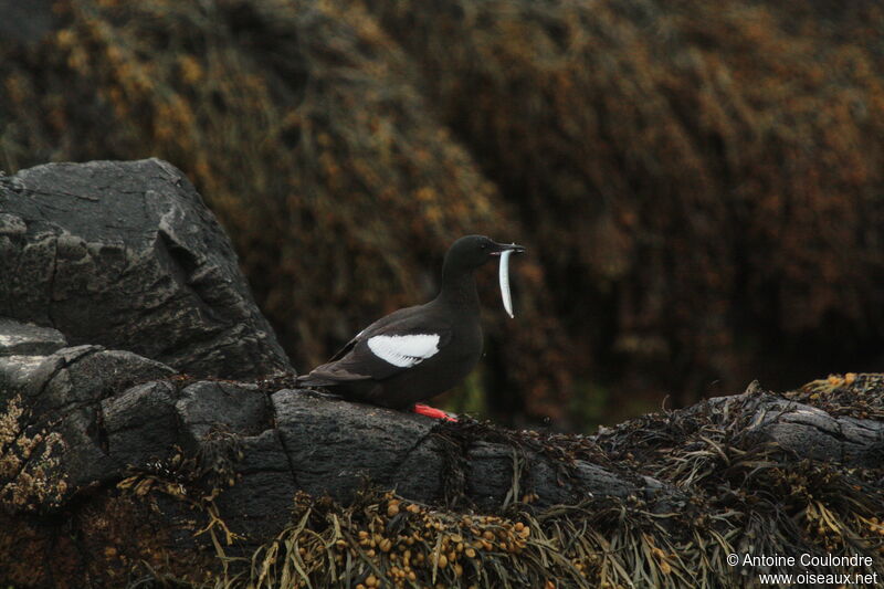 Guillemot à miroiradulte nuptial, pêche/chasse