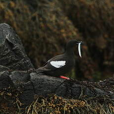 Guillemot à miroir