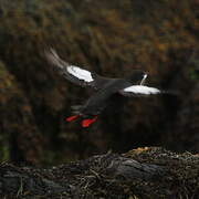 Black Guillemot