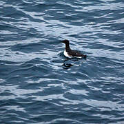 Common Murre