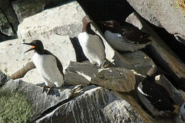 Common Murre