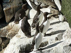 Common Murre