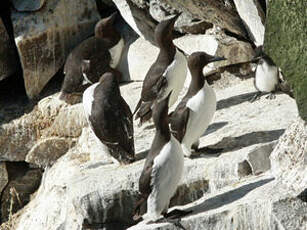 Guillemot de Troïl