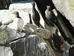 Common Murre