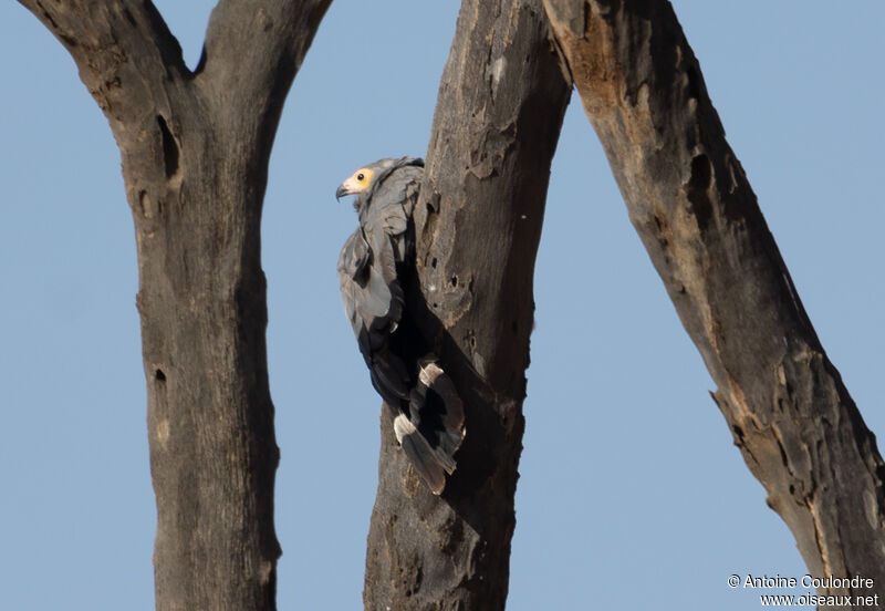 African Harrier-Hawkadult