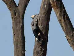 African Harrier-Hawk