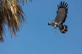 African Harrier-Hawk