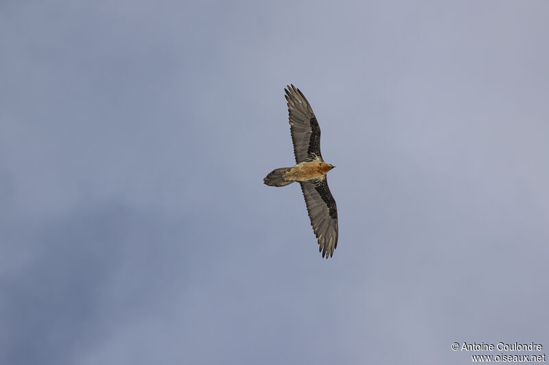 Bearded Vultureadult, Flight