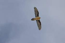 Bearded Vulture