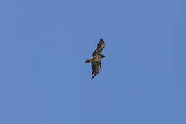 Bearded Vulture