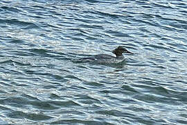 Common Merganser