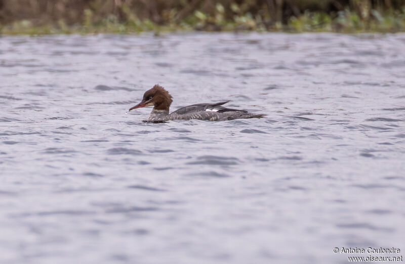 Common Merganser female adult post breeding, swimming