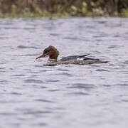 Common Merganser