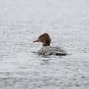 Common Merganser