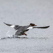 Common Merganser