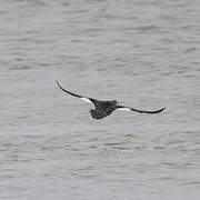 Red-breasted Merganser