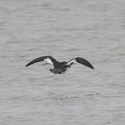 Red-breasted Merganser